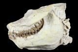 Fossil Oreodont (Leptauchenia) Skull - Wyoming #176506-1